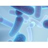 Support Digestive Balance with CANDIDA AWAY COMPLEX - 2B 120 caps