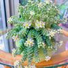 Experience Elegance with 100pcs Rare High-End Succulent Seeds