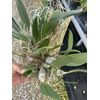 Dendrobium Aggregatum (lindleyi) Large Mounted Plant. WHOPPER ~~