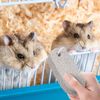 2 Pcs Pet Teeth Grinding Stone Mineral Stone for Mouse Rabbit Squirrel Hamster Small Pets