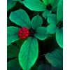Herb Pharm Certified Organic American Ginseng Extract - 1 Ounce