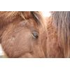 沖縄県指定天然記念物・宮古馬の一日 [DVD]