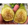 White Marseille Fig - 2 Cuttings - PLUS WILLOW WATER FOR ROOTING!!
