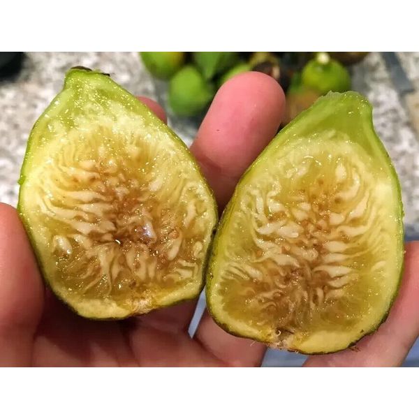 White Marseille Fig - 2 Cuttings - PLUS WILLOW WATER FOR ROOTING!!