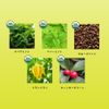 &SH Goodbye Bug Diffuser, 0.2 fl oz (7 ml) / Dufuser, Anti-Bug, Veranda, Hanging, Peppermint Oil, Insect Repellent
