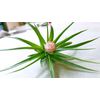 The Drunken Gnome Tillandsia Air Plants, Large (10-Pack Assorted)