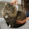 Pet combs, electric pet combs, cat combs/dog combs, grooming combs can effective