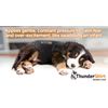 ThunderShirt Polo - Soothing Vest for Dogs