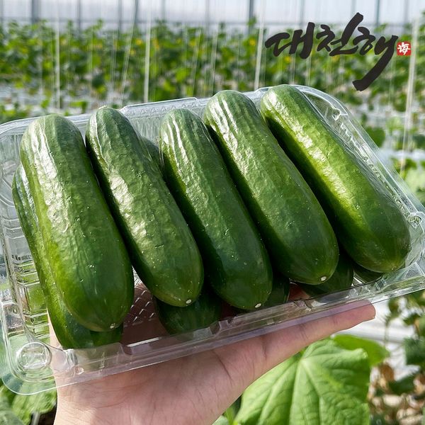 Piccolino Mini Cucumber 750g(10~12ea), 750g(10~12ea), 1ea