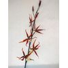 Artificial Oncidium Papilio SP.  Spider orchid stem.  Silk orchids.