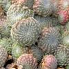 Borisii Succulent Clusters TWO-PACK  - Webbed Sempervivum Plants - 4" pot each
