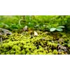 Lions Mane Mushroom Complex Capsule Support Immune Nervous System Mental Clarity