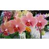 Orchid Elixir Ready to Use 40ml (4pcs) – Boost Your Orchid’s Bloom & Growth