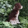 Vivid Arts - Springer Spaniel - XRL-SPSP-D