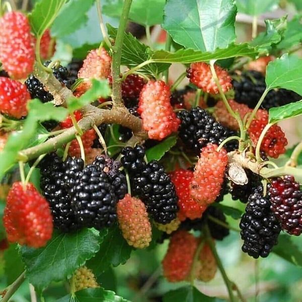 Grafted Black Mulberry fruit tree Free Phytosanitary Ship DHL Express