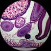 AmScope 40X-1000X Student Metal Microscope + 1.0MP Camera, 2 Lights, Glass Lens