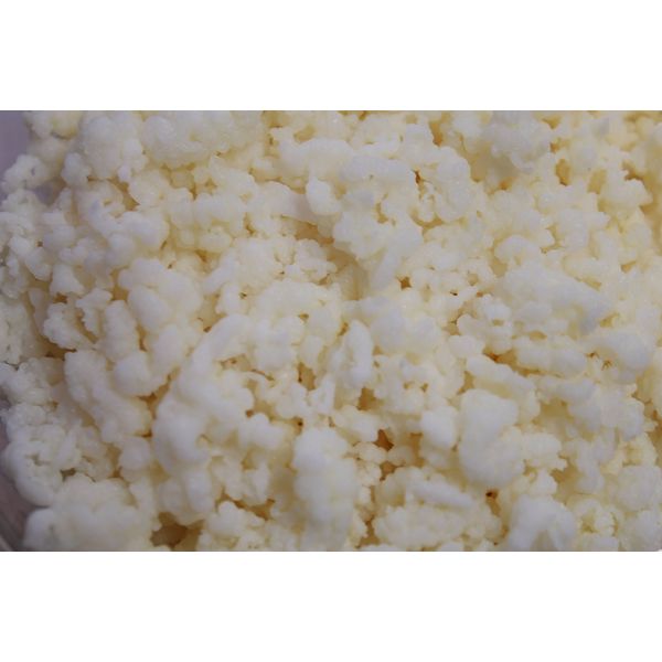 Lifetime Kefir Milk Kefir Grains