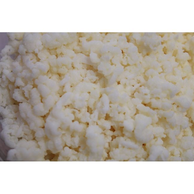 Lifetime Kefir Milk Kefir Grains