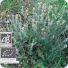 Pranarom p-179 Thyme Linalool Essential Oil 0.3 fl oz (10 ml)