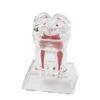Dental Model Removable Transparent Tooth Anatomical Model Detachable Single Tooth Structure Decomposition Molar Model Dentistry Demonstration Models