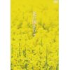 北の国から Vol.7 [DVD]