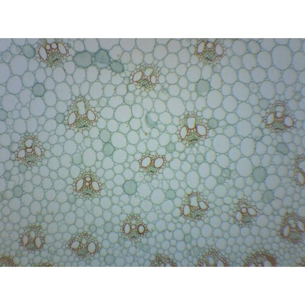 EISCO Zea Mays Stem - Cross & Longitudinal Section - Prepared Microscope Slide - 75 x 25mm - Biology & Microscopy