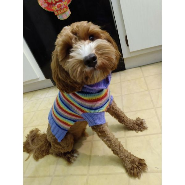 Small/Medium Rainbow Pet Dog Cat Knit Sweater Winter Costume Clothes