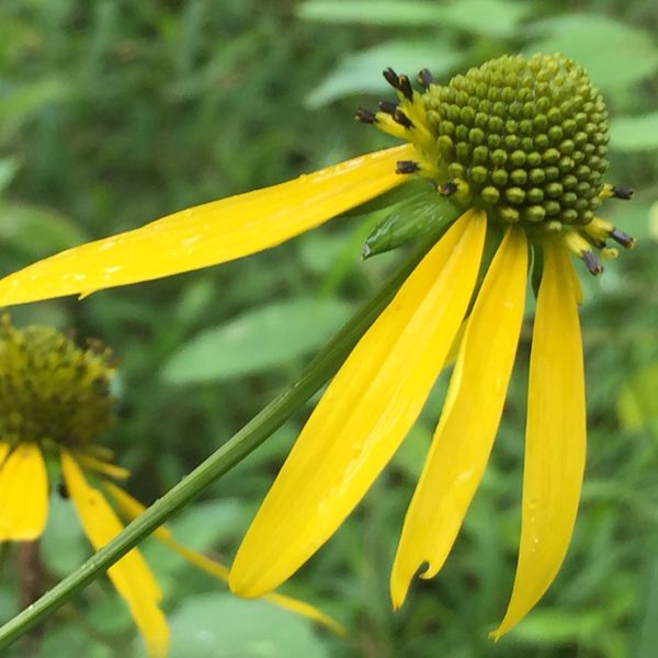 Wild Goldenglow Seed Balls (Rudbeckia laciniata) Bulk Seed Bombs for Guerrilla Gardening (100)