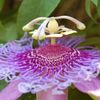 ~~LAVENDER LADY PASSIFLORA~~Starter Plant~~ Passiflora X Alato~~FRAGRANT!