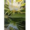 2 Dragon Fruit Fresh Cutting 6” Pitaya Cactus Live Plant No Root