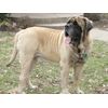 Dean and Tyler Wire Basket Muzzle, Size No. R3 - Large Rottweiler