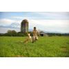 Chuckit! Dog Ball Launcher, Sport 14S - 2PK