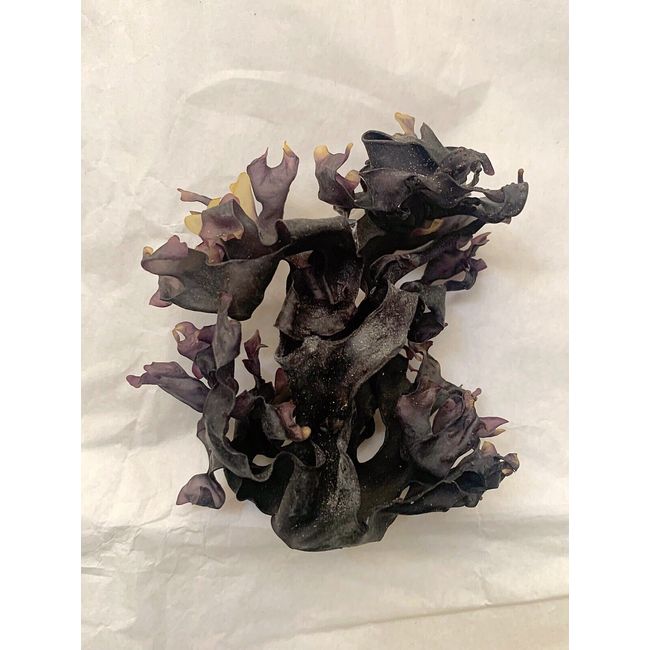 Real Purple Irish sea moss (CHONDRUS CRISPUS)  4oz  - Dr. Sebi Recommended