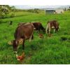 Gelatin Complex 1LB - Gelling Type - 100% OrganicGrass-fed
