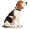Hunter Vario Basic Alu-Strong Dog Collar, Nylon, Aluminium Closure