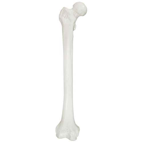 Axis Scientific Femur Bone Model | Right | Cast from a Real Human Femur Bone l Upper Leg Bone Model Has Realistic Texture and Important Bony Landmarks | Includes Product Manual