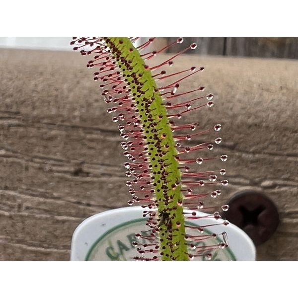 Sundew Leaf Cuttings ( Mixed Species And Hybrids )