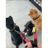 Don't Forget Pocket Strap-No dangle 2roll poo bag dispenser-LIFE TIME GUARANTEE