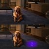 12X Ultraviolet UV 51 LED Flashlight Mini Powerful Blacklight Pet Urine Detector