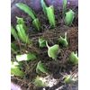 Dragon Fruit Cutting 2 White Pitaya Cactus Bare Root Ready To Plant