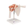 3B Corporation Shoulder Joint with Ligament Shoulder Joint Function Model (a80)