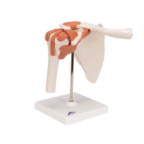3B Corporation Shoulder Joint with Ligament Shoulder Joint Function Model (a80)