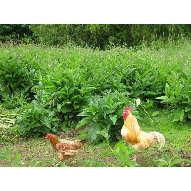 Russian Comfrey Plants - Three Crown Cuttings - Establish much faster and more reliably than root cuttings - Bocking 4 Variety - Symphytum × uplandicum (3)