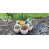 succulent planter, chicken/bird planter,  air plant planters