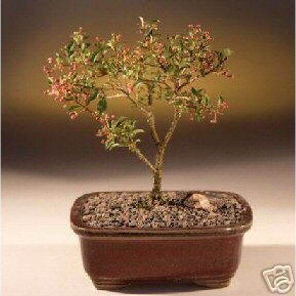 M&M BONSAI Flowering Cherry Bonsai Tree