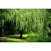 2 Bright Green Weeping Willow Cuttings Wisconsin Weeping Willow Root