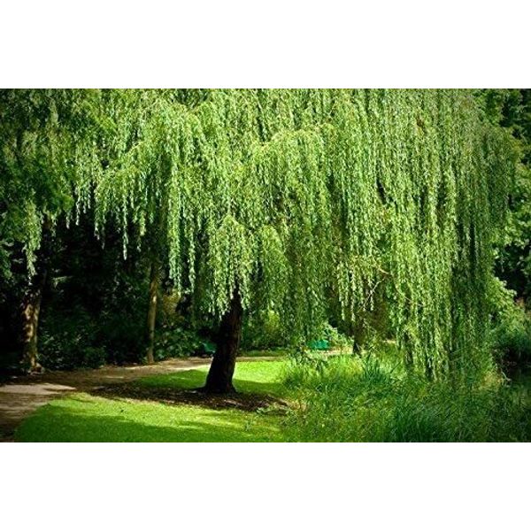 2 Bright Green Weeping Willow Cuttings Wisconsin Weeping Willow Root