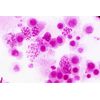Bresser microscope accessories permanent preparation histology (30pcs.)