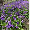 10+ Purple Native Wild Violet Flower Viola Plants Bareroot Rhizomes Organic