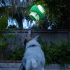Chuckit! CH32300 Kick Fetch Max Glow Klein